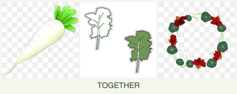 Can you plant radishes, kale and nasturtiums together?