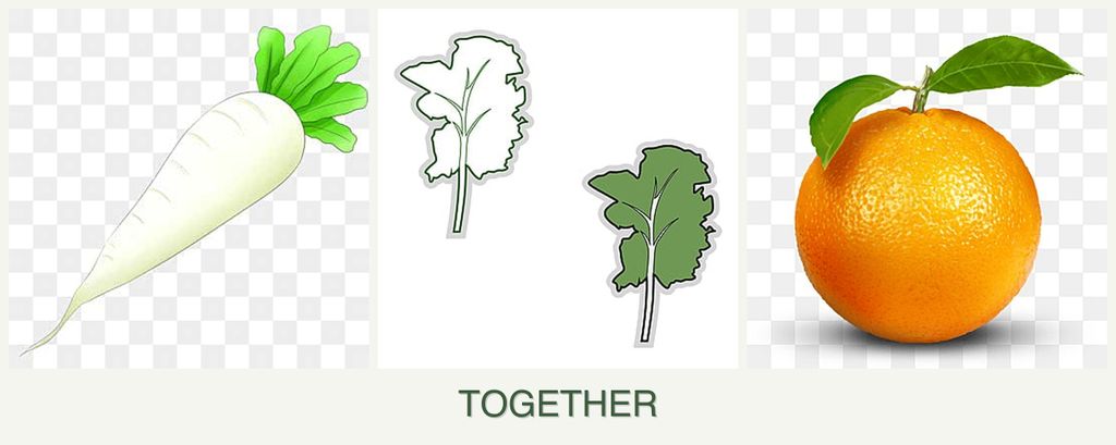 Can you plant radishes, kale and oranges together?