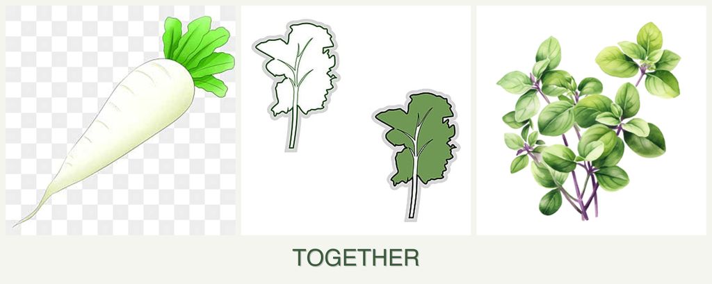 Can you plant radishes, kale and oregano together?