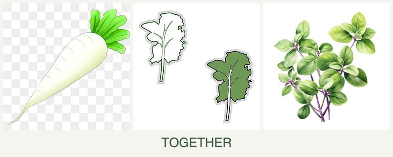 Can you plant radishes, kale and oregano together?