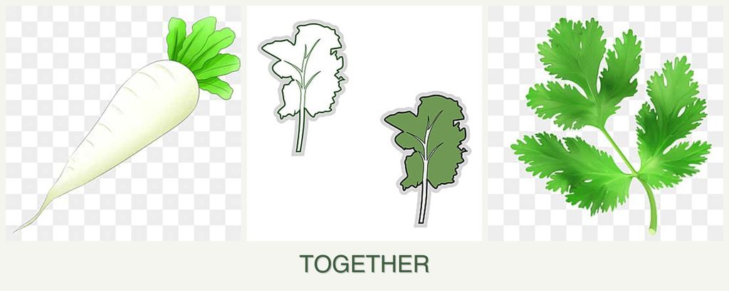 Can you plant radishes, kale and parsley together?