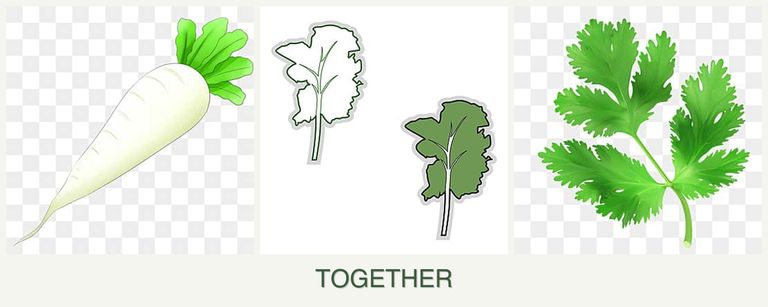 Can you plant radishes, kale and parsley together?