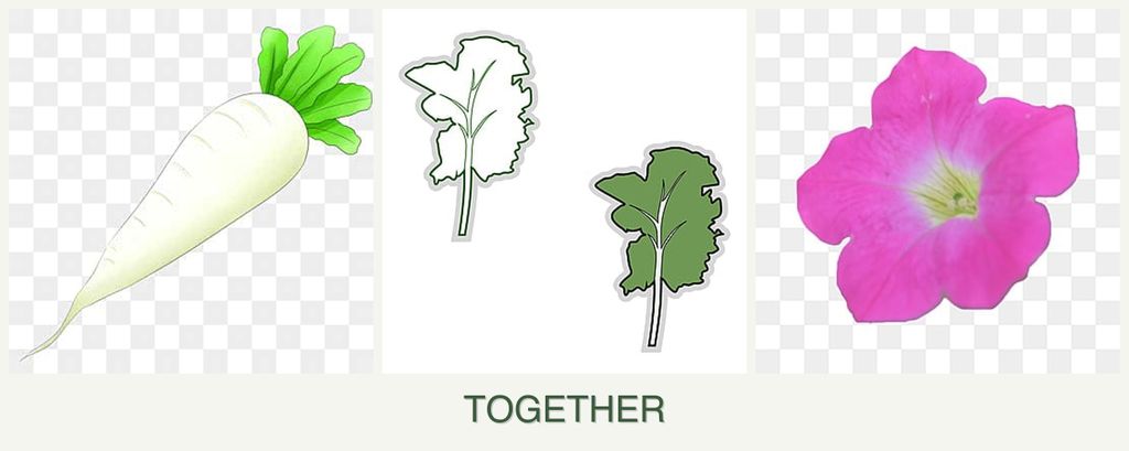 Can you plant radishes, kale and petunias together?