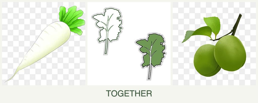 Can you plant radishes, kale and plums together?
