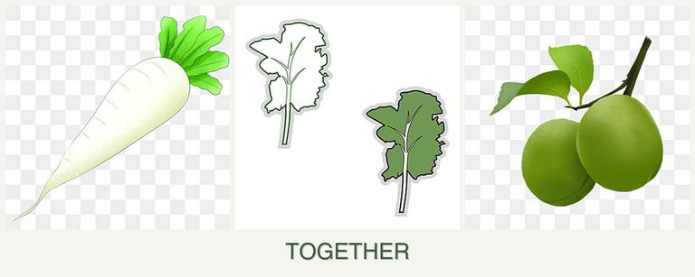 Can you plant radishes, kale and plums together?