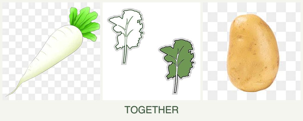 Can you plant radishes, kale and potatoes together?