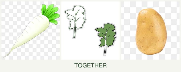 Can you plant radishes, kale and potatoes together?