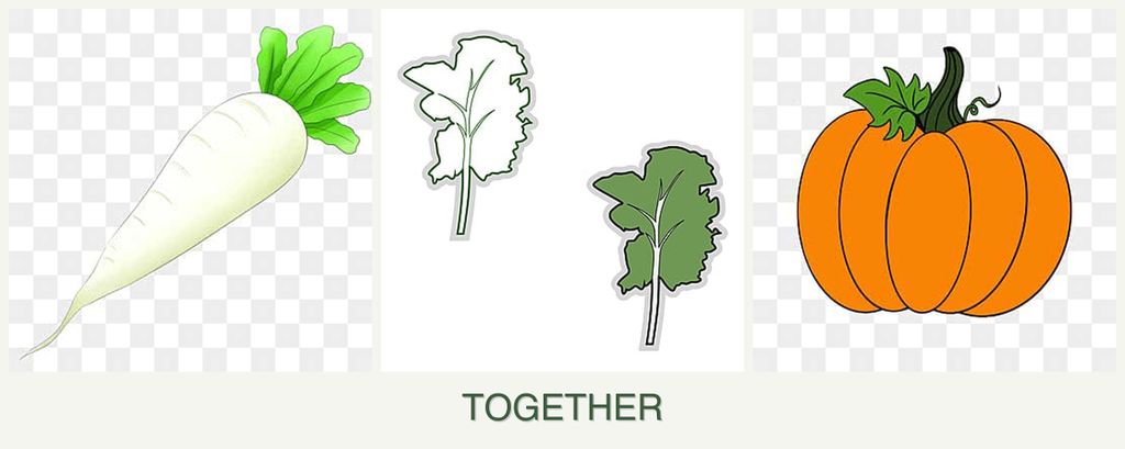 Can you plant radishes, kale and pumpkin together?