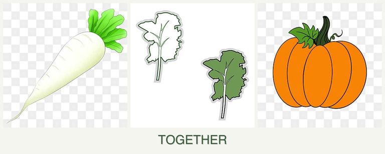 Can you plant radishes, kale and pumpkin together?