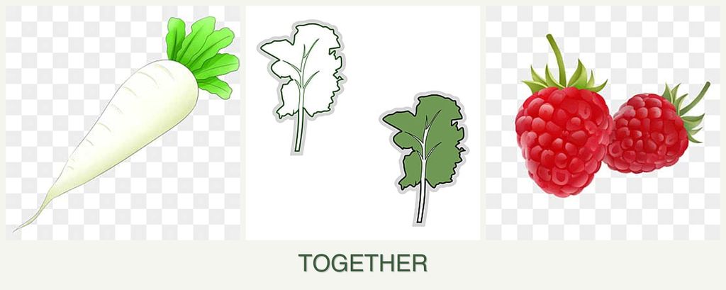 Can you plant radishes, kale and raspberries together?