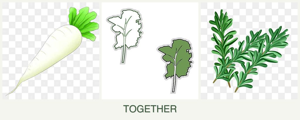 Can you plant radishes, kale and rosemary together?