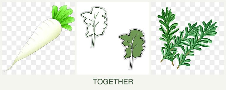 Can you plant radishes, kale and rosemary together?