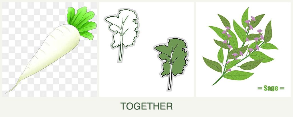 Can you plant radishes, kale and sage together?