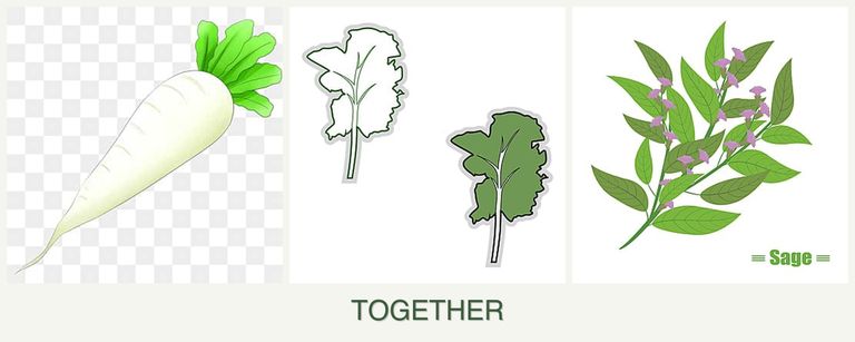 Can you plant radishes, kale and sage together?
