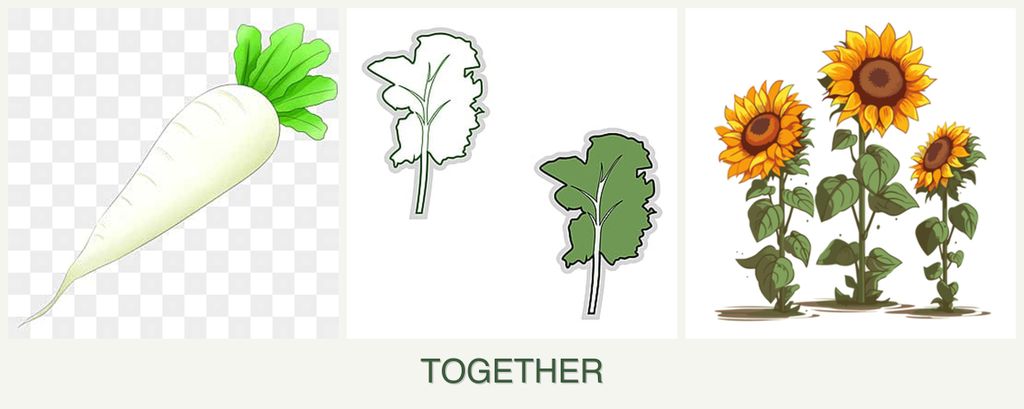 Can you plant radishes, kale and sunflowers together?