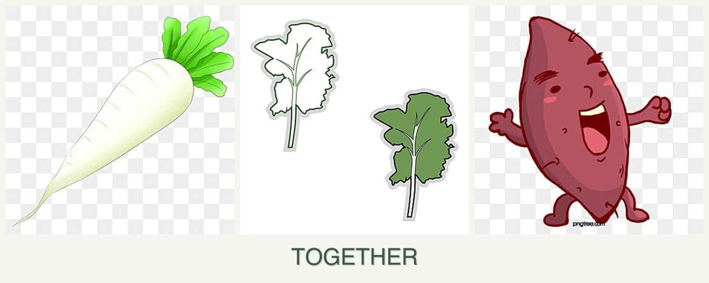 Can you plant radishes, kale and sweet potatoes together?