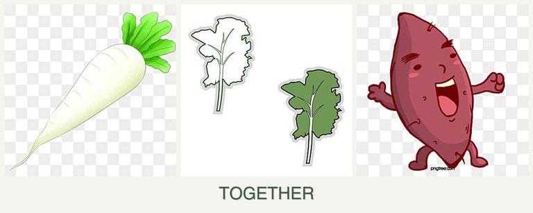 Can you plant radishes, kale and sweet potatoes together?