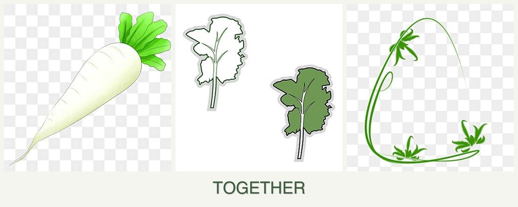 Can you plant radishes, kale and tarragon together?