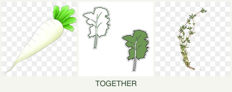 Can you plant radishes, kale and thyme together?