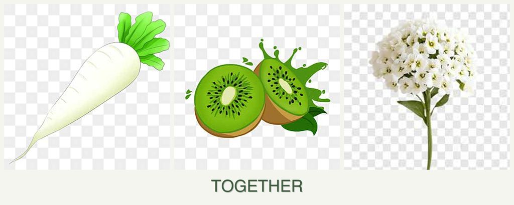 Can you plant radishes, kiwi and alyssum together?