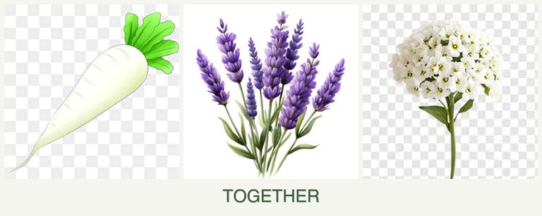 Can you plant radishes, lavender and alyssum together?