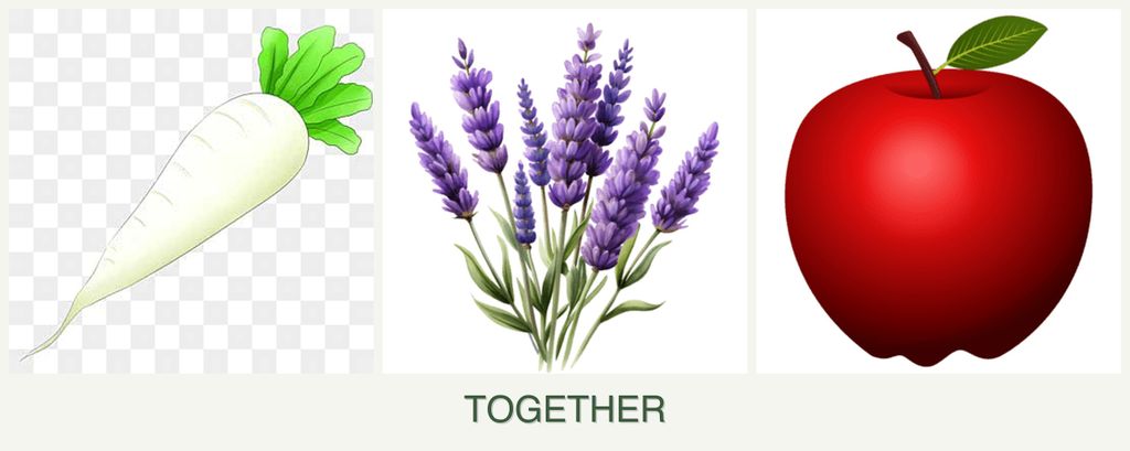 Can you plant radishes, lavender and apples together?