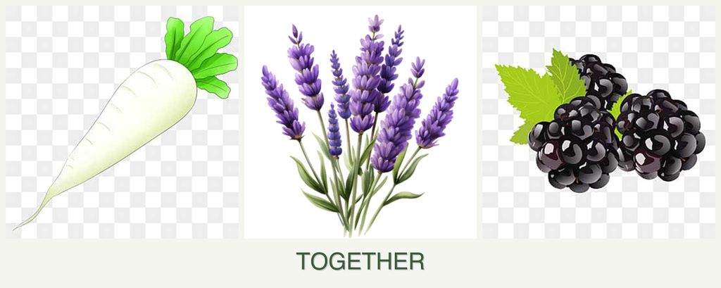 Can you plant radishes, lavender and blackberries together?