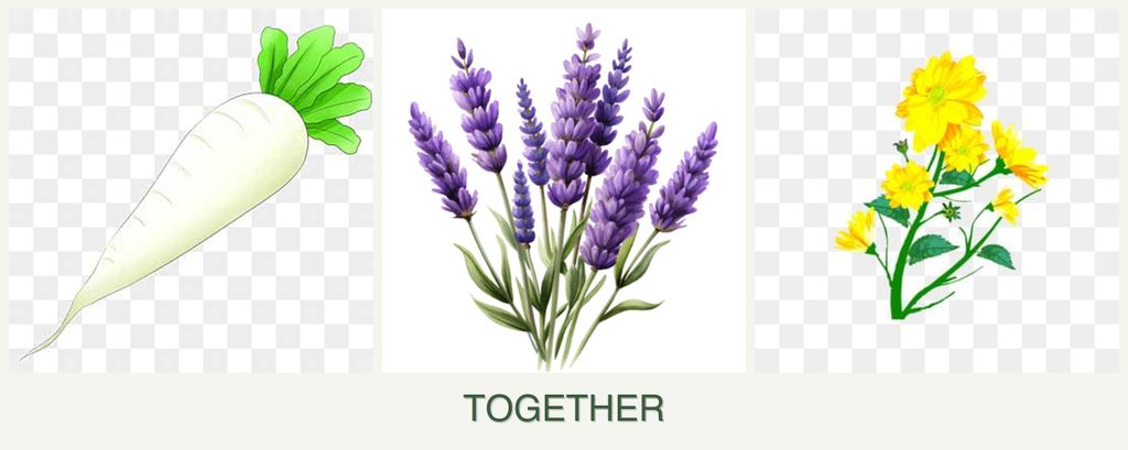 Can you plant radishes, lavender and calendula together?