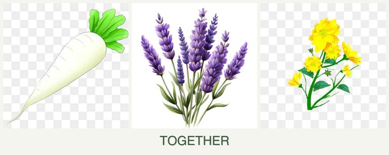 Can you plant radishes, lavender and calendula together?