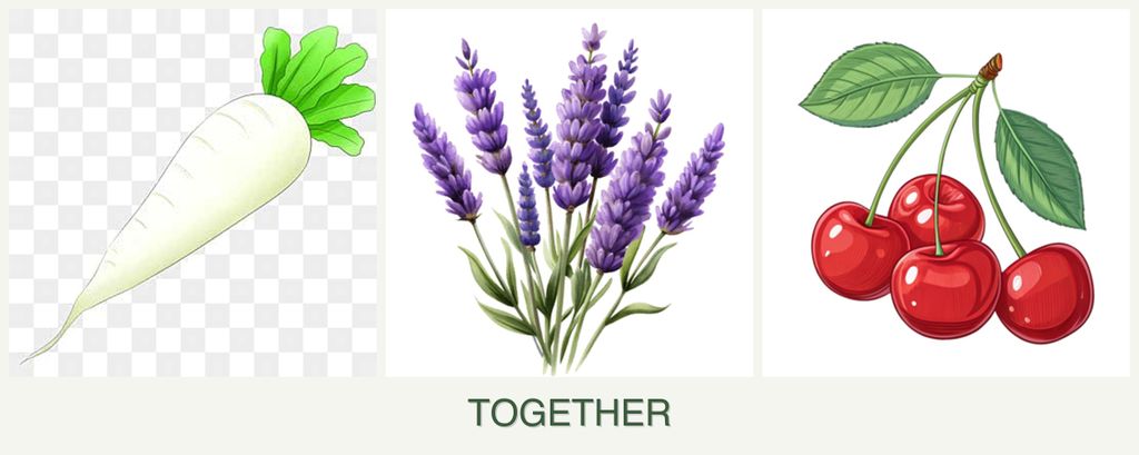 Can you plant radishes, lavender and cherries together?