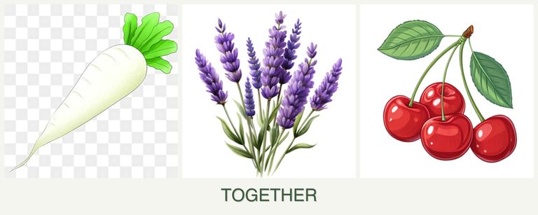 Can you plant radishes, lavender and cherries together?