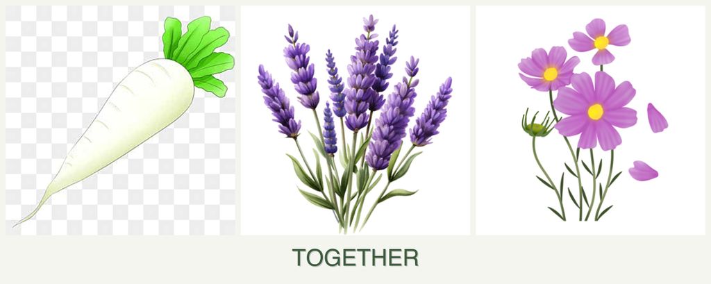 Can you plant radishes, lavender and cosmos together?