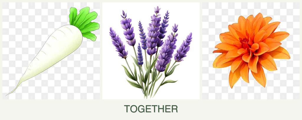 Can you plant radishes, lavender and dahlias together?