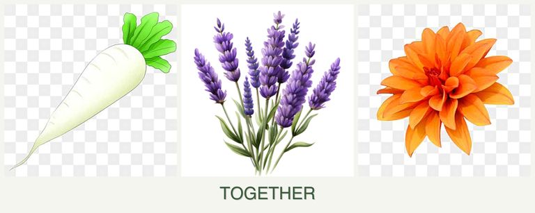 Can you plant radishes, lavender and dahlias together?