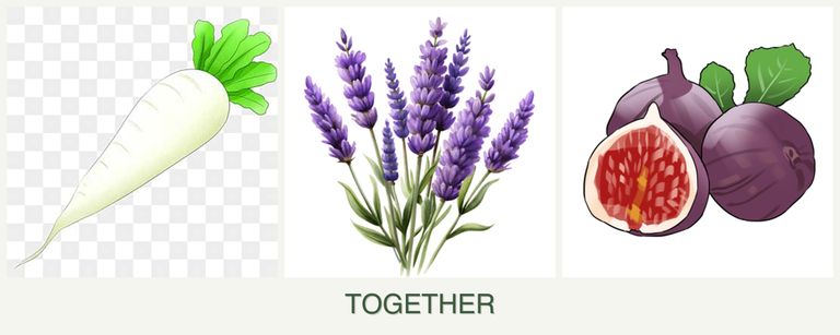 Can you plant radishes, lavender and figs together?