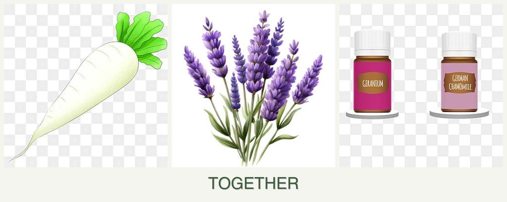 Can you plant radishes, lavender and geraniums together?