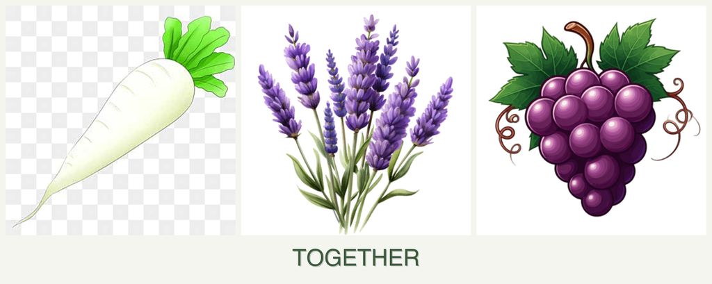 Can you plant radishes, lavender and grapes together?