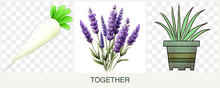 Can you plant radishes, lavender and lemongrass together?