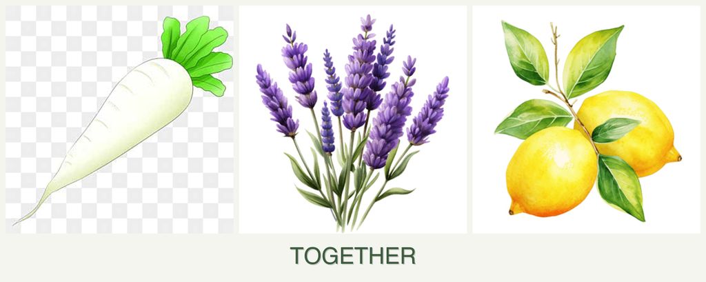 Can you plant radishes, lavender and lemons together?