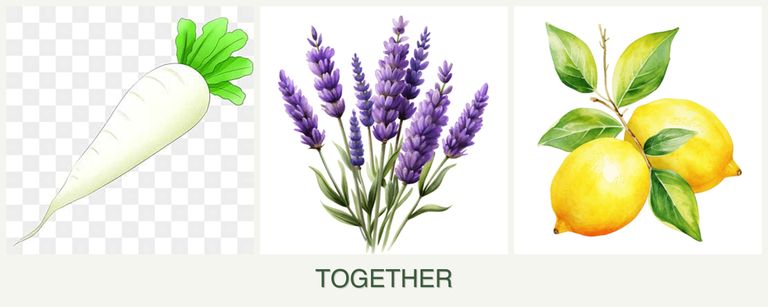 Can you plant radishes, lavender and lemons together?