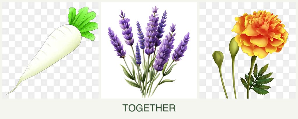 Can you plant radishes, lavender and marigolds together?