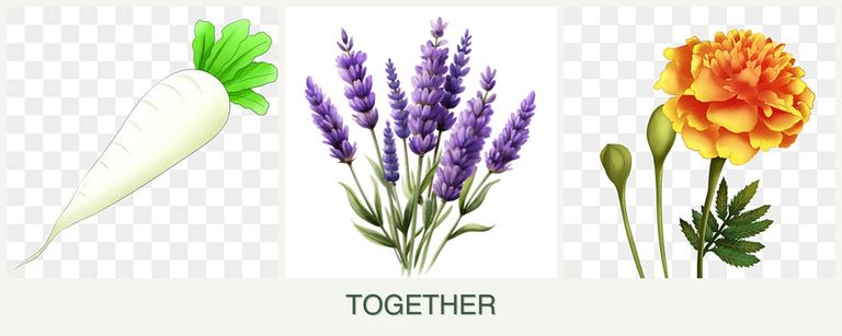 Can you plant radishes, lavender and marigolds together?