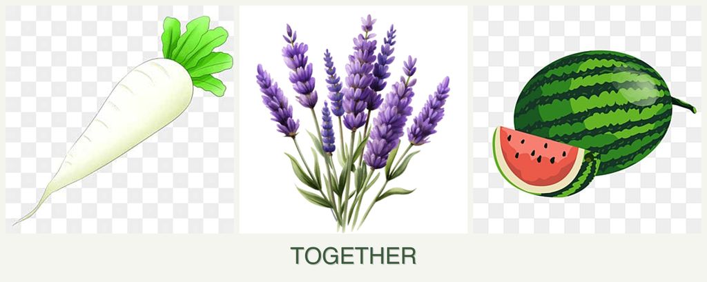 Can you plant radishes, lavender and melons together?