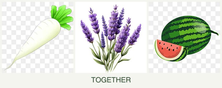 Can you plant radishes, lavender and melons together?