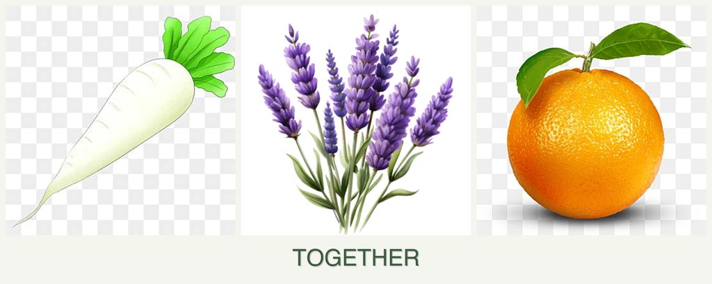 Can you plant radishes, lavender and oranges together?