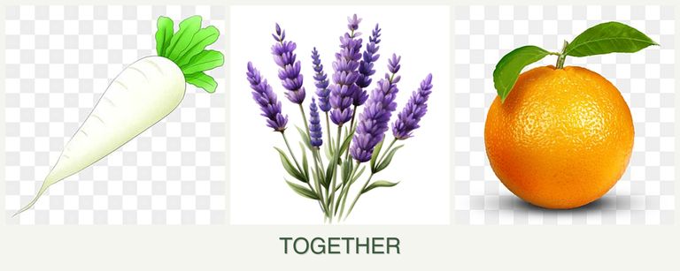 Can you plant radishes, lavender and oranges together?