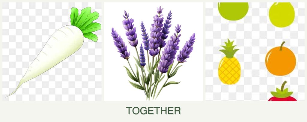 Can you plant radishes, lavender and pears together?