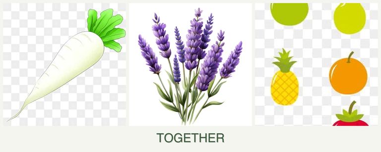 Can you plant radishes, lavender and pears together?