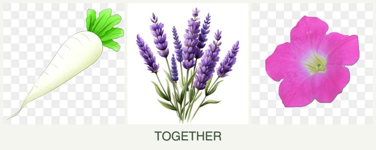 Can you plant radishes, lavender and petunias together?
