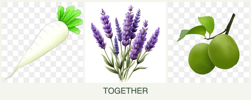 Can you plant radishes, lavender and plums together?